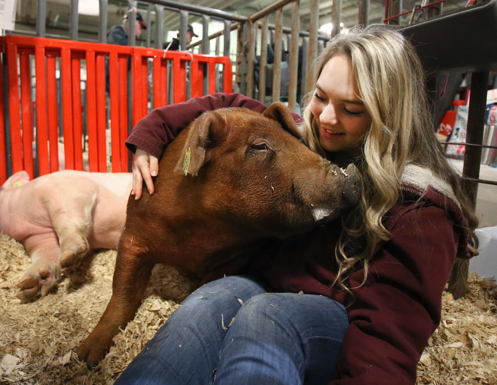 livestock show